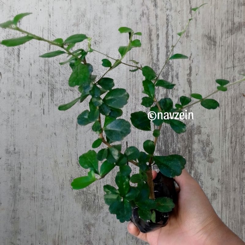 Hokiantea/Hokianti Lokal | Bahan Bonsai