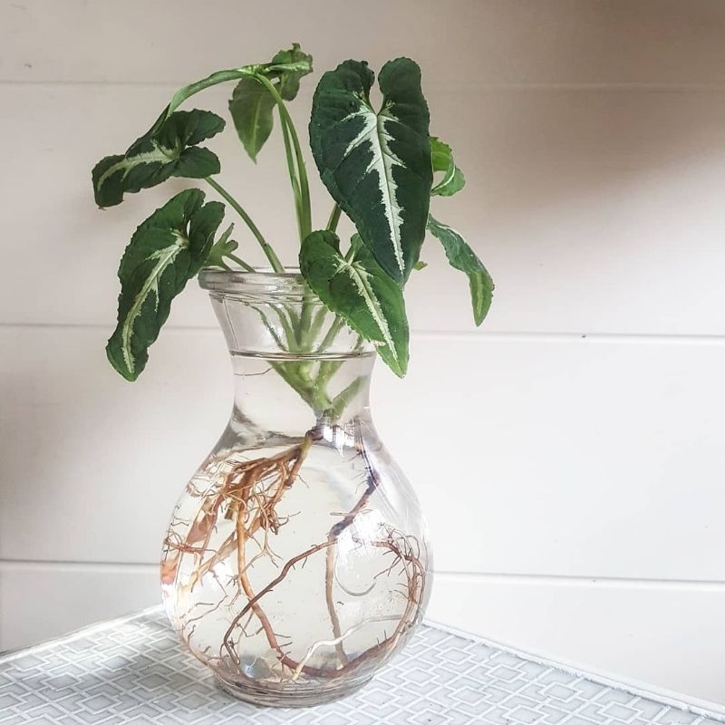 VAS KACA BENING BULAT BUNGA TANAMAN AIR