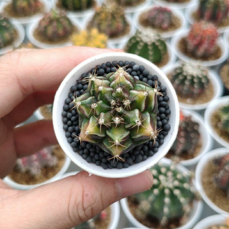 Kaktus Gymno Rootbeer