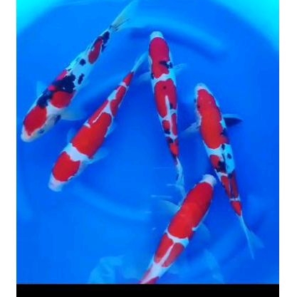 ikan koi sanke/kohaku 30 cm Blitar