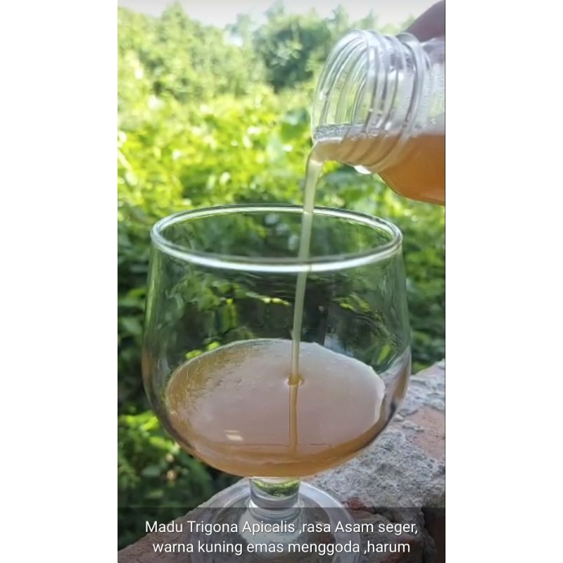 

MADU TRIGONA APICALIS/KELULUT/300gram