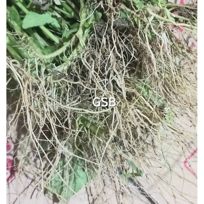 

Akar bandotan akar babadotan segar 250 gram