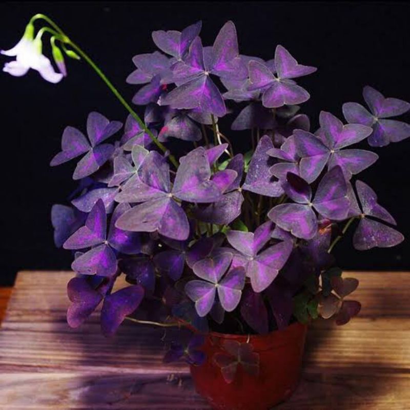 Bunga Oxalis Ungu Bunga Kupu Kupu
