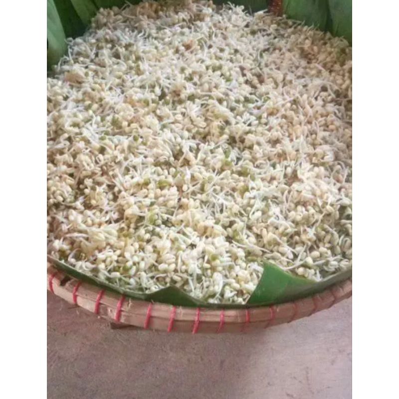 

kecambahsuper1kg