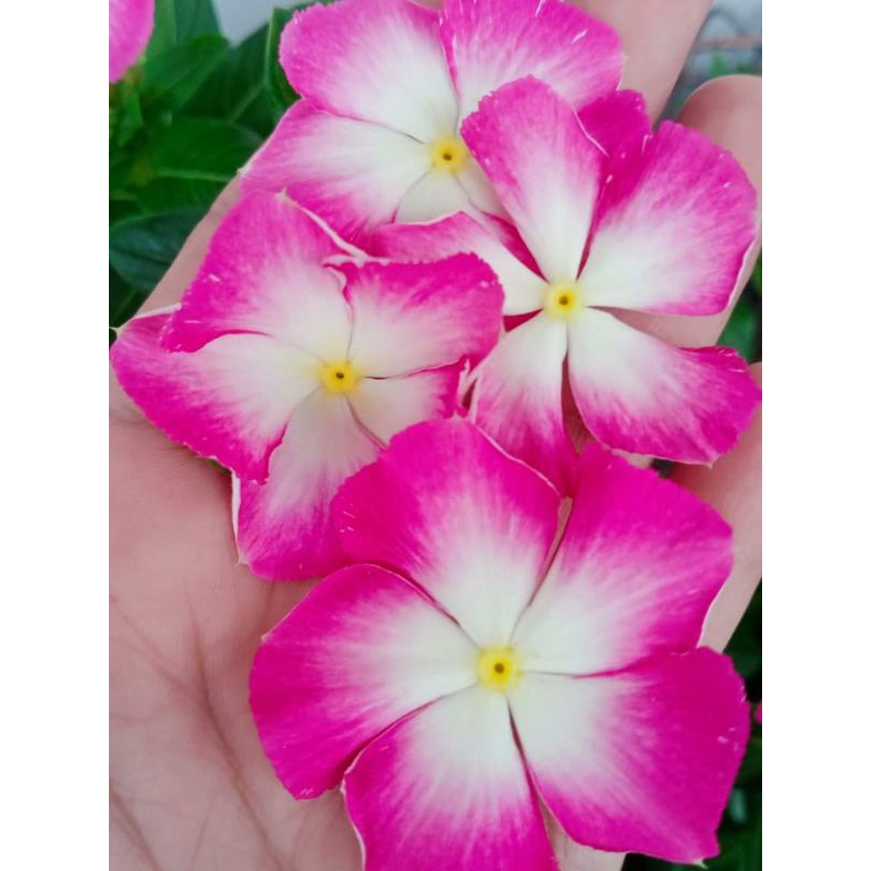 

bijivincanirvanawhitesplash10butir