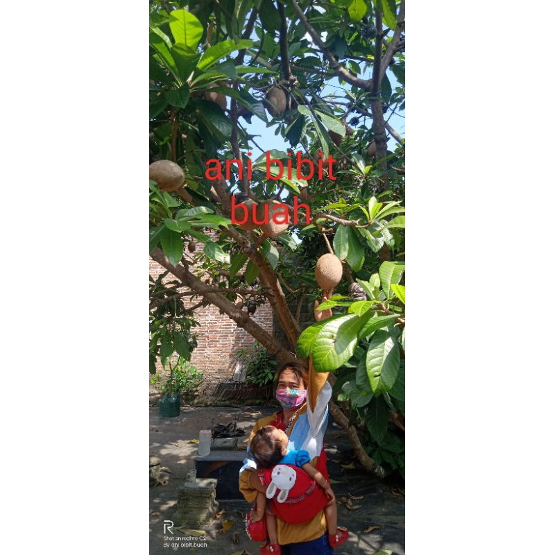 Bibit mamey sapote cangkok stabil