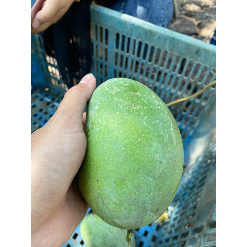 

Mangga Alpukat Medium