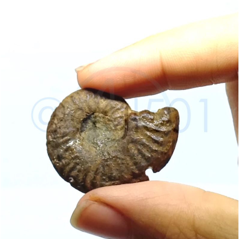 Batu Mulia Natural Fosil Ammonite