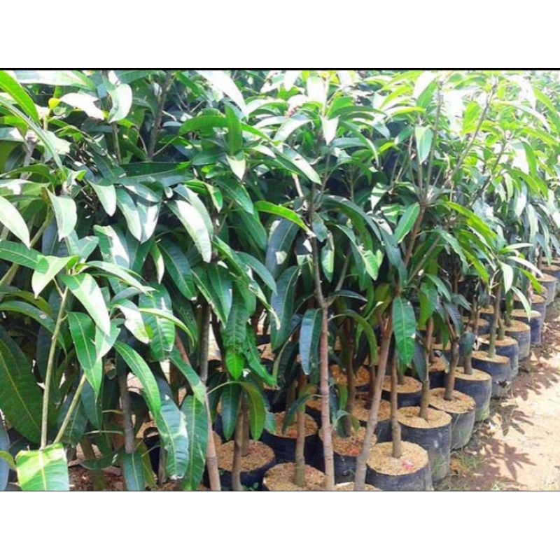 bibit buah mangga Irwin