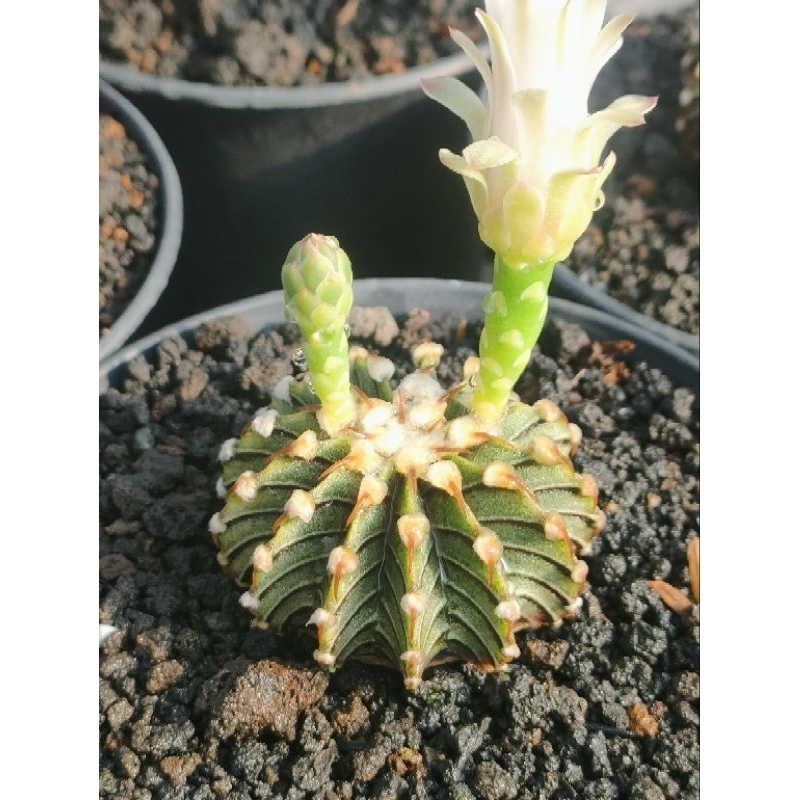 kaktus gymno LB VOS