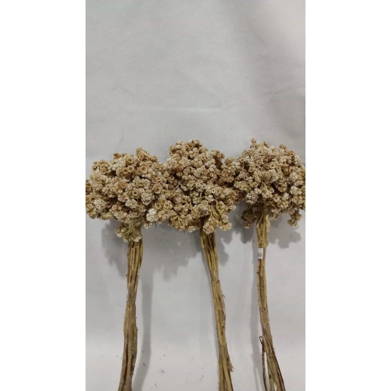 Dry Flower Edelweis / Bunga Kering Edelweis / Bunga Kering Edelweis Berwarna / Bunga Abadi / Promo /