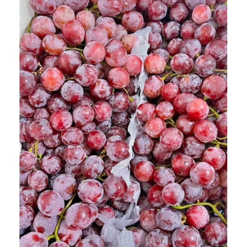 

READY BUAH ANGGUR RED MALANG MURAH GRATIS ONGKIR [INSTANT MALANG]