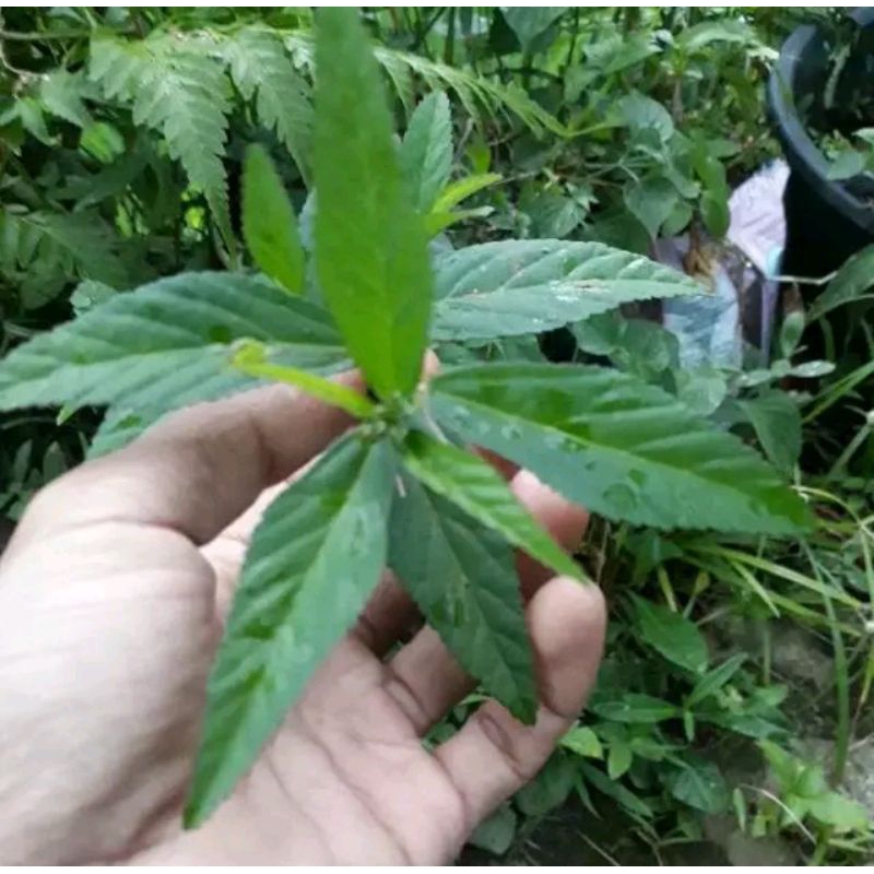 

daun sidaguri| fresh