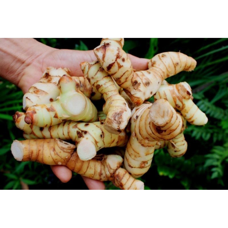 

lengkuas / laos fresh baru petik
