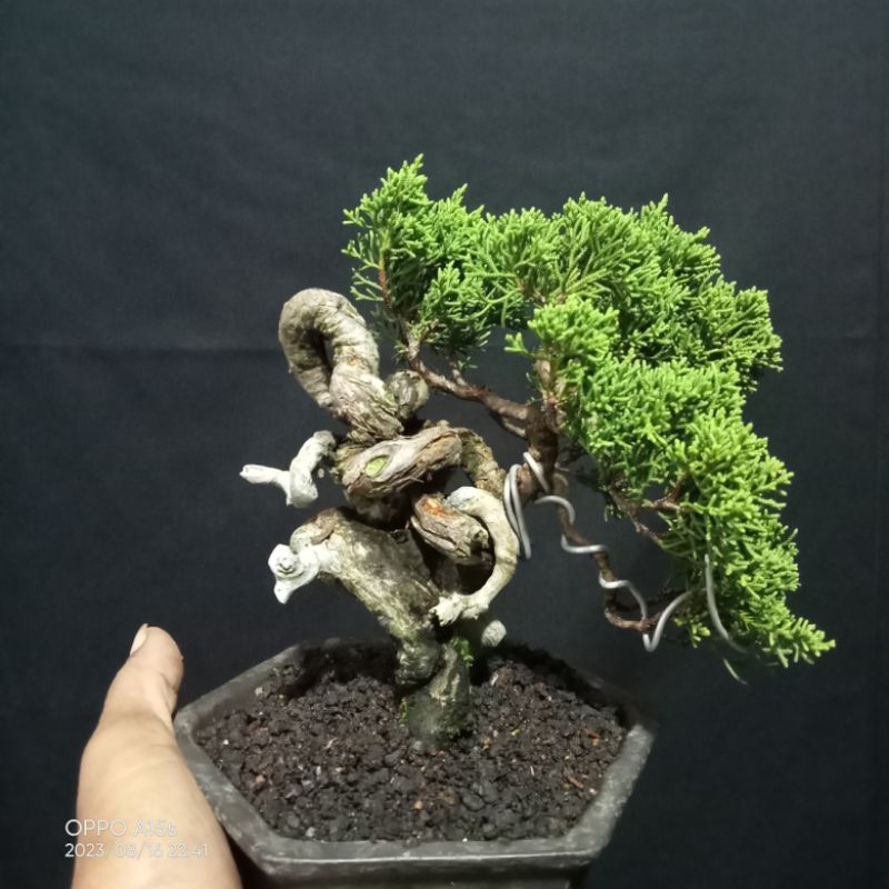bonsai Cemara  sargenti
