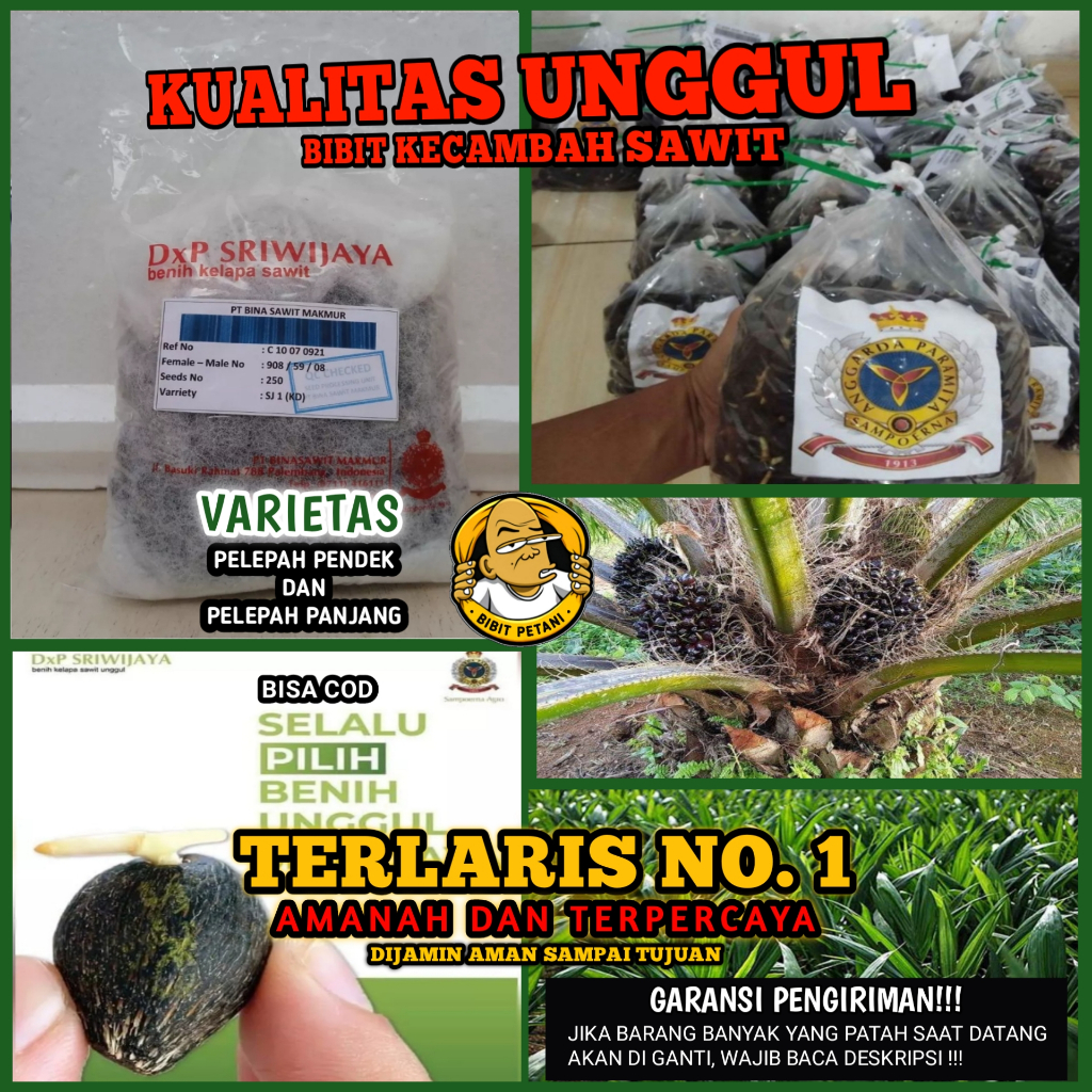 BIBIT KECAMBAH POLONG SAWIT SRIWIJAYA SJ 5 UNGGUL BERSERTIFIKAT BIBIT BENIH KECAMBAH SAWIT SRIWIJAYA