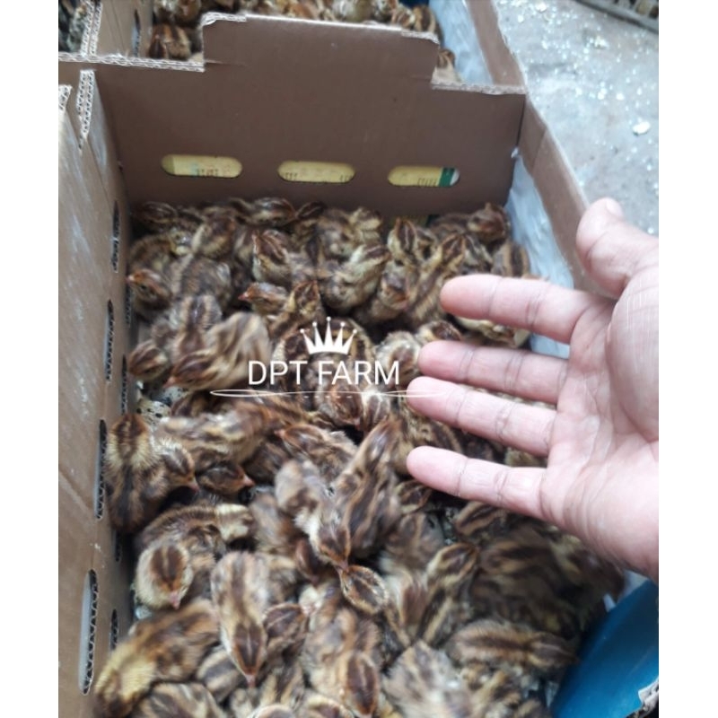 FGFG56846 Telur puyuh fertil GPS COKLAT/INDUKAN COKLAT 564568