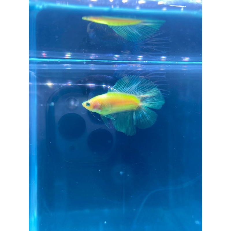 cupang/betafish - glowfish halfmoon double tail(HMDT) glowfish