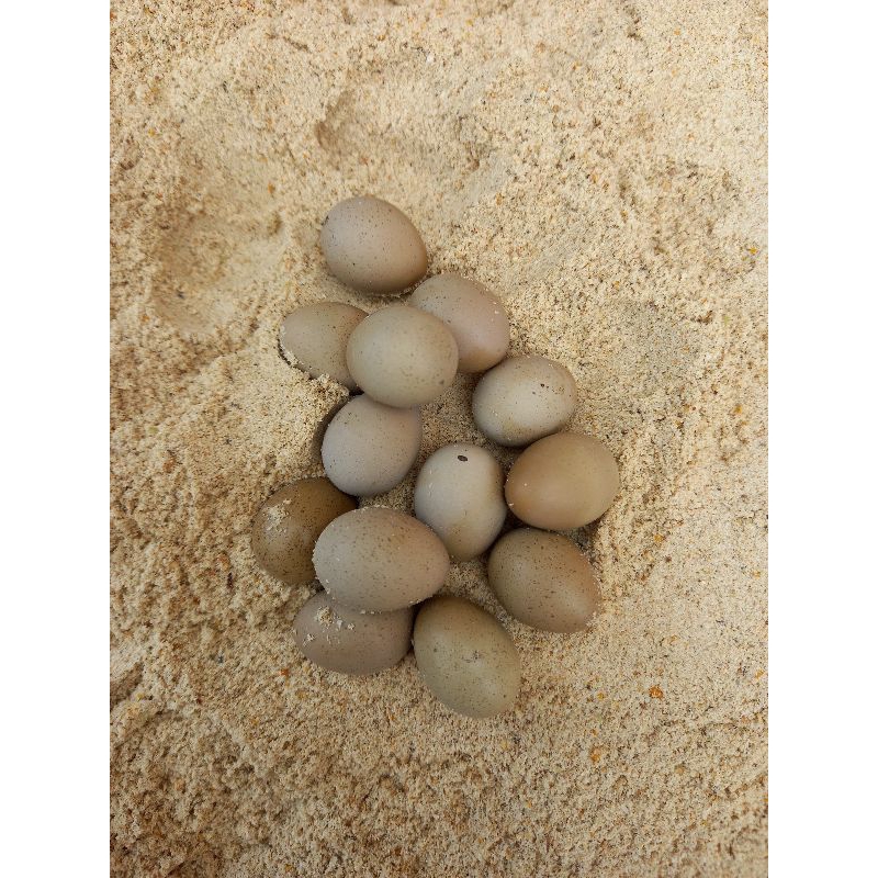 10 Butir telur tetas puyuh hias/puyuh batu