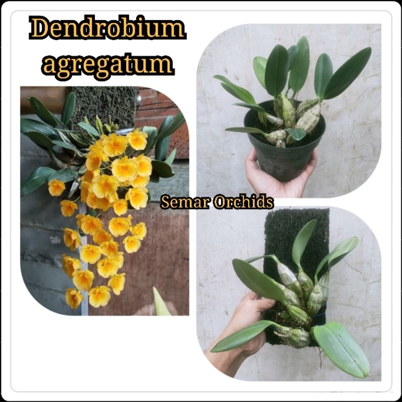 Promo Dendrobium agregatum dewasa siap bunga