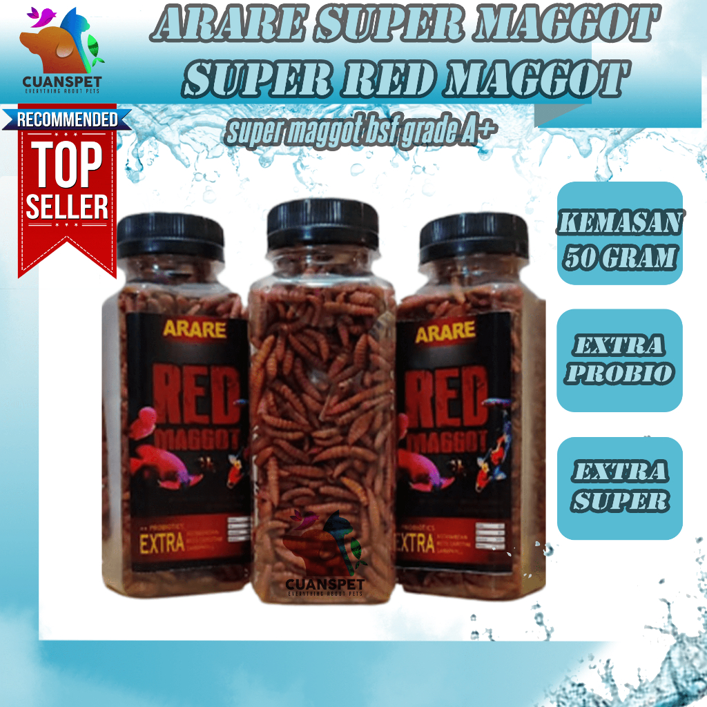 Harga ikan koi grade a super Terbaru Jun 2025 | BigGo Indonesia