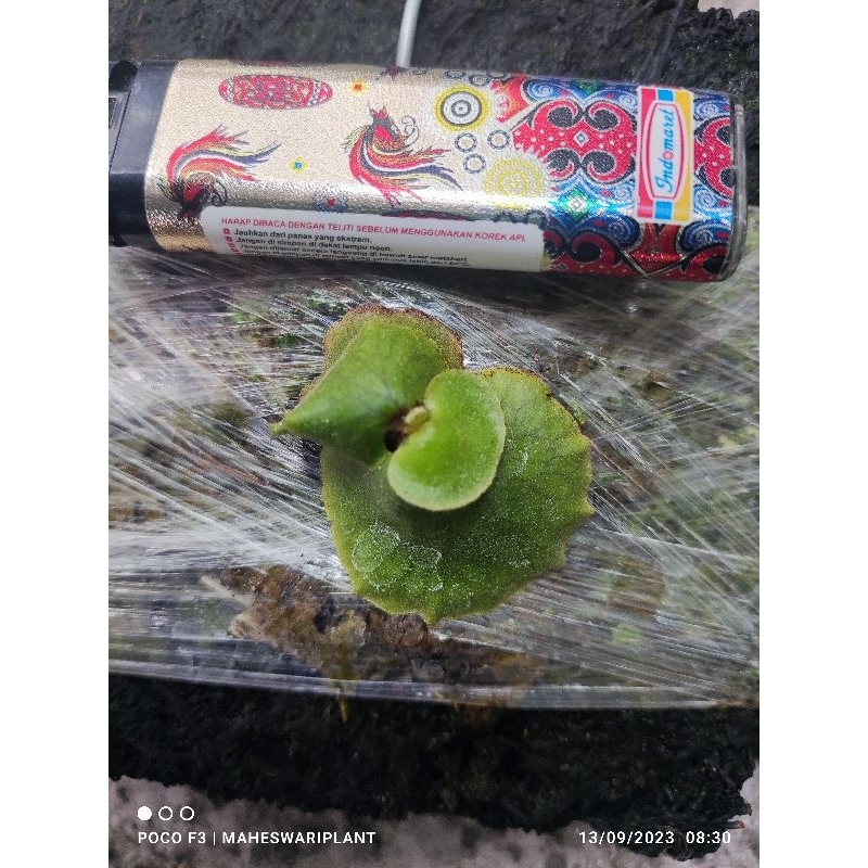 Tanaman hias platycerium erawan baby - maheswariplant