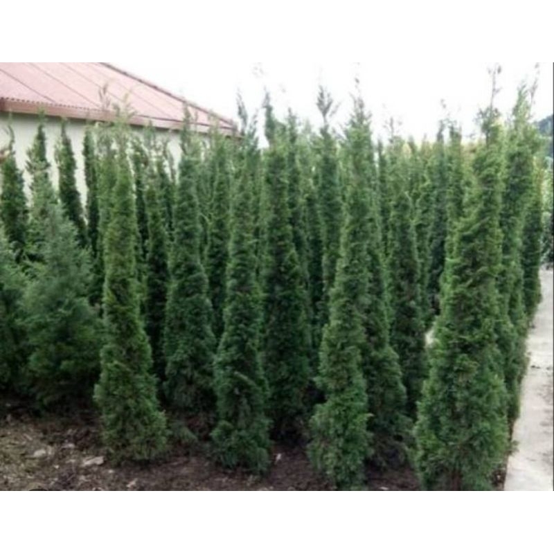 tanaman hias cemara lilin 1 meter/pohon cemara lililin