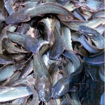 

Ikan Lele Segar Berkualitas - 1Kg