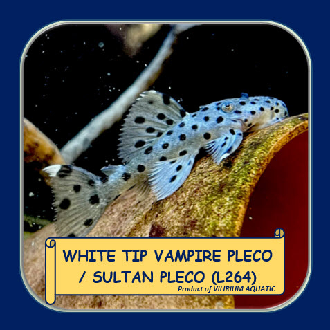 IKAN HIAS AIR TAWAR - WHITE TIP VAMPIRE PLECO / SULTAN PLECO (L264)