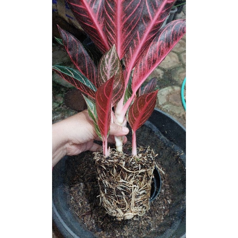 aglonema RED POS Pride Of Sumatra rimbun