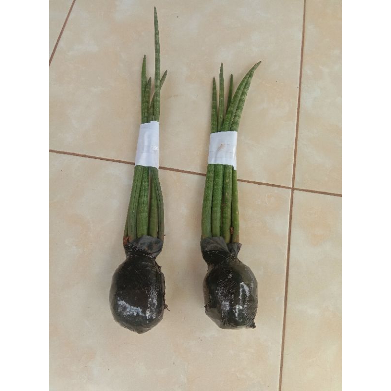 pohon sansivera tombak sensivera tombak