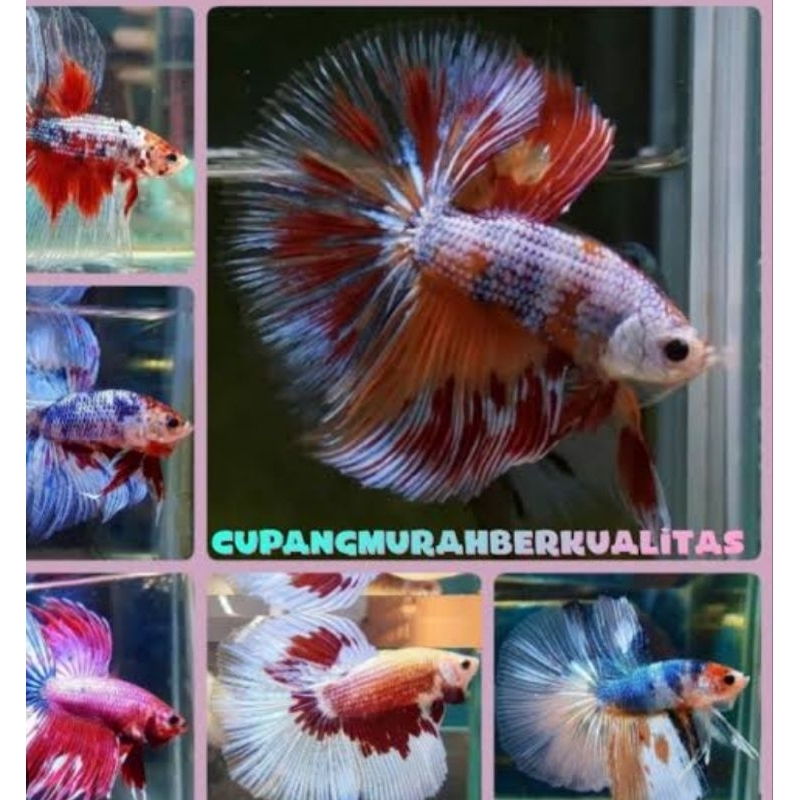 IKAN CUPANG HALFMOON SUPER GRADE A - Jantan