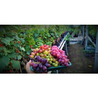 

bibit anggur tanaman