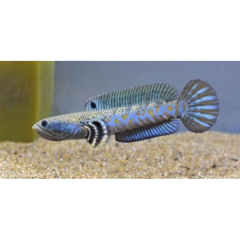 Blue Pulchra Size 8cm - 10cm Good Yellow Spot dan Black Dot