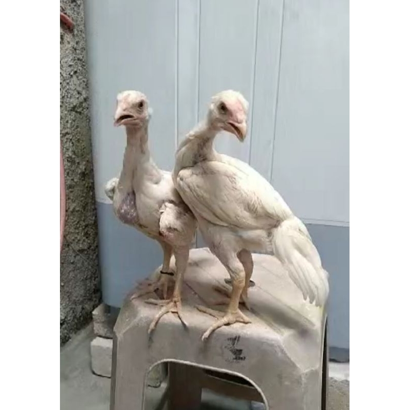 anakan  ayam plucker ori  (betina)