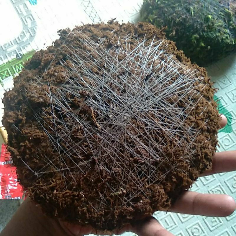 media platycerium size 15_20 cm