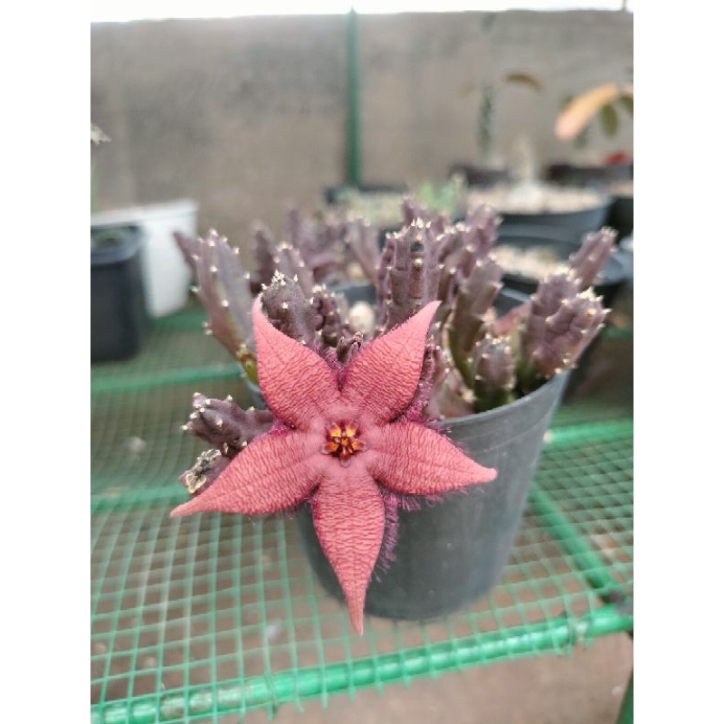 Paket Combo Stapelia Schinzii dan Huernia Plowesii