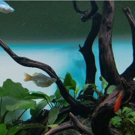 Hiasan Aquarium Ikan Rainbow Makaloci