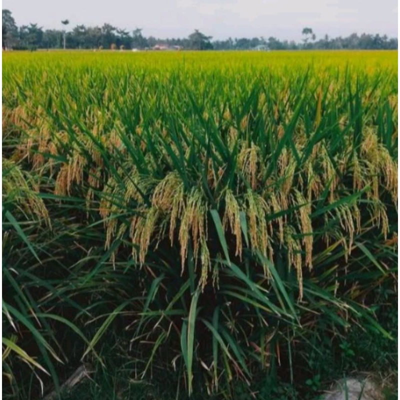 benih padi unggul INBRIDA C2