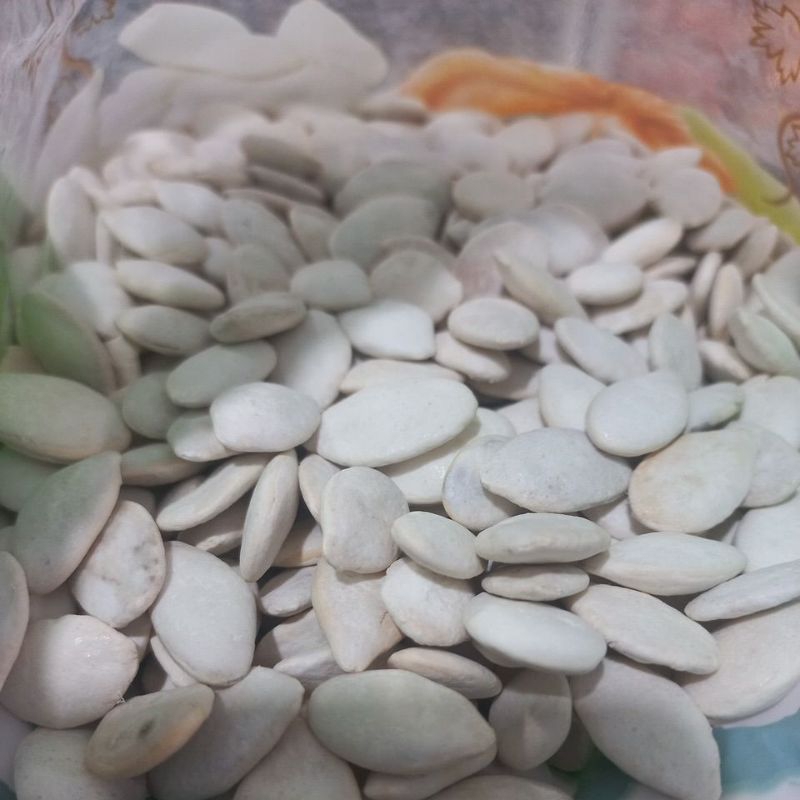 

Kuaci Putih