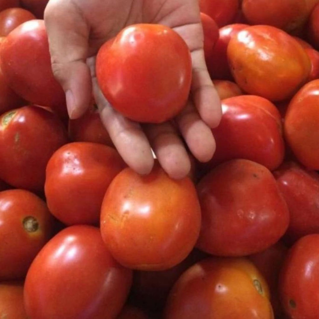 

tomat merah hemat /buah