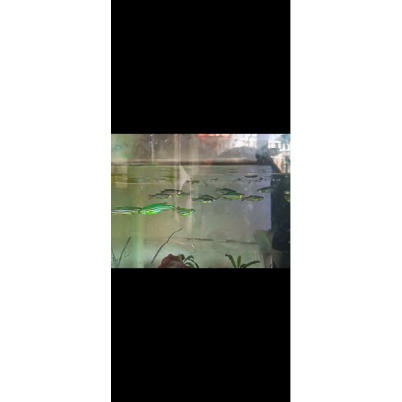 ikan zebra green danio isi 10 ekor