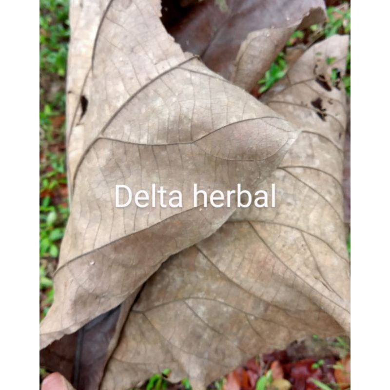 

Daun jati kering jemur matahari