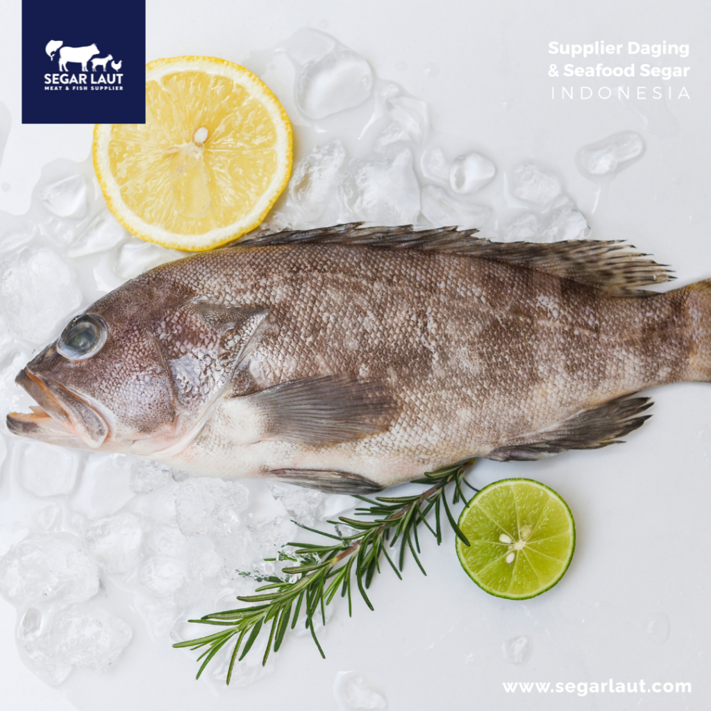 

IKAN KERAPU | GROUPER FISH | FRESH FROZEN & SEGAR