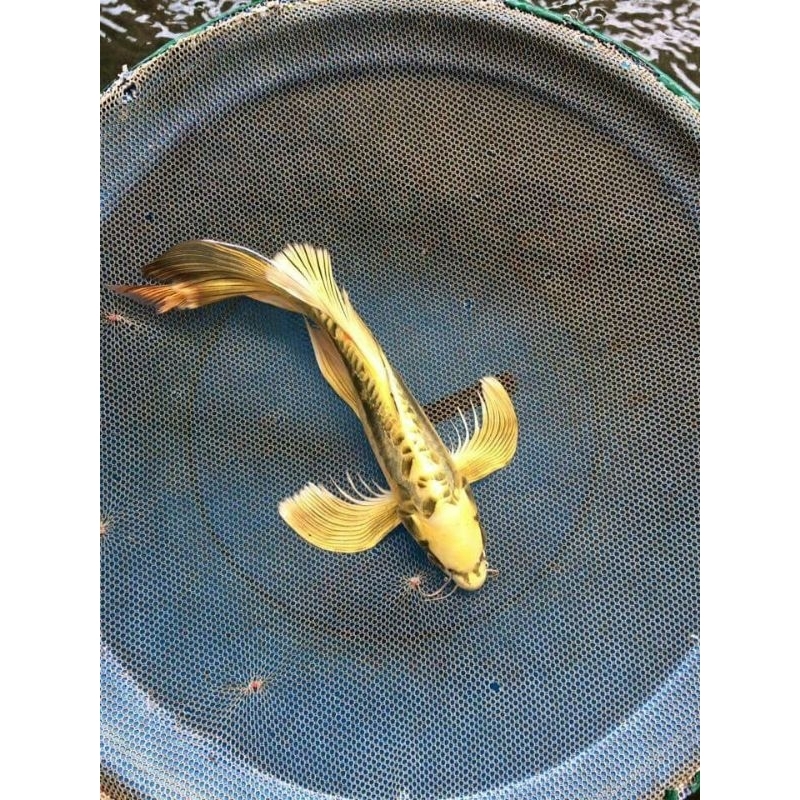 (FreeOngkir) IKAN KOI METALIK SLAYER/KUMPAY PROGRES INDUKAN BERKUALITAS SIZE 15-17CM BERGARANSI