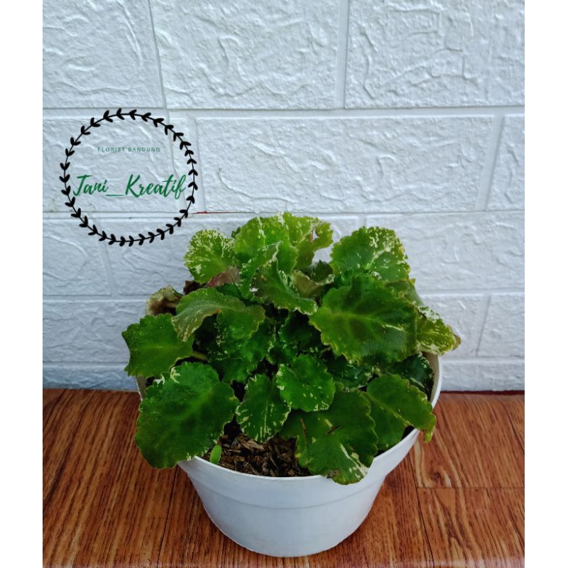 Violces varigata bunga berwarna ungu