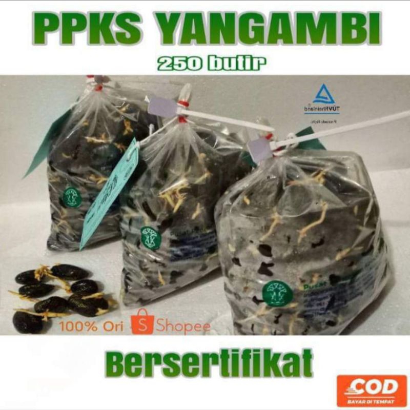 COD 2 kantong kecambah DXP PKS Yangambi bersertifikat