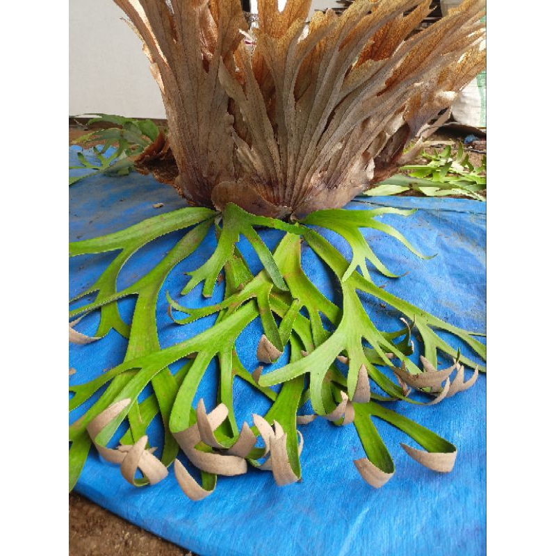 (size jumbo) Platycerium Willinckii Roll/ Tanduk Rusa Keriting/ Simbar Menjangan Roll Keriting