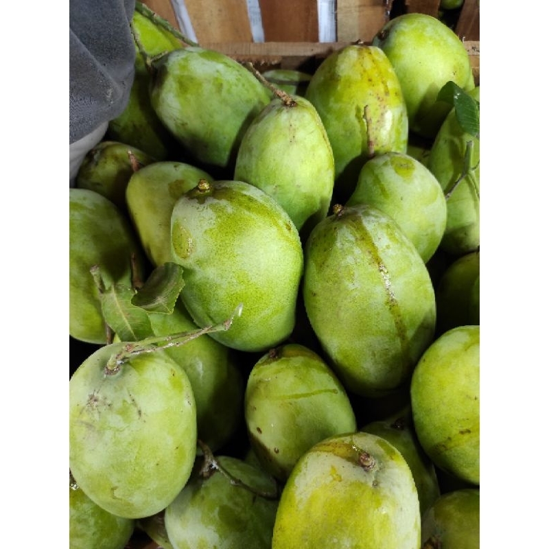 

mangga indramayu muda fresh