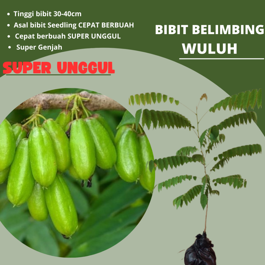 BIBIT BELIMBING WULUH SUPER UNGGUL
